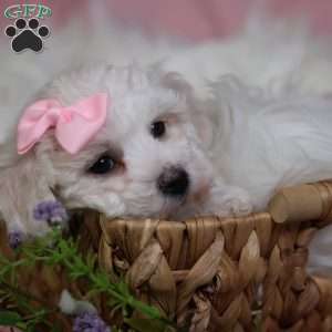 Gracie, Bichon Frise Puppy